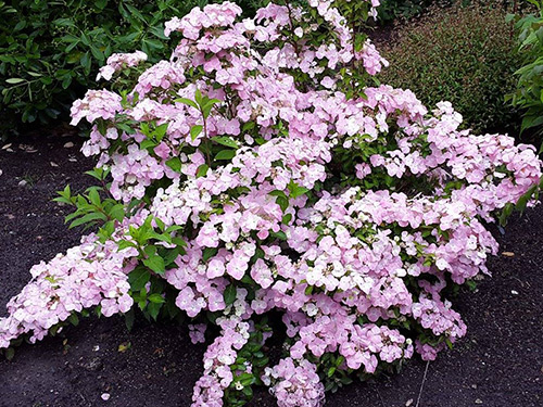 Hortensia French Bolero en fleurs au jardin copyright Didier Boos HW2